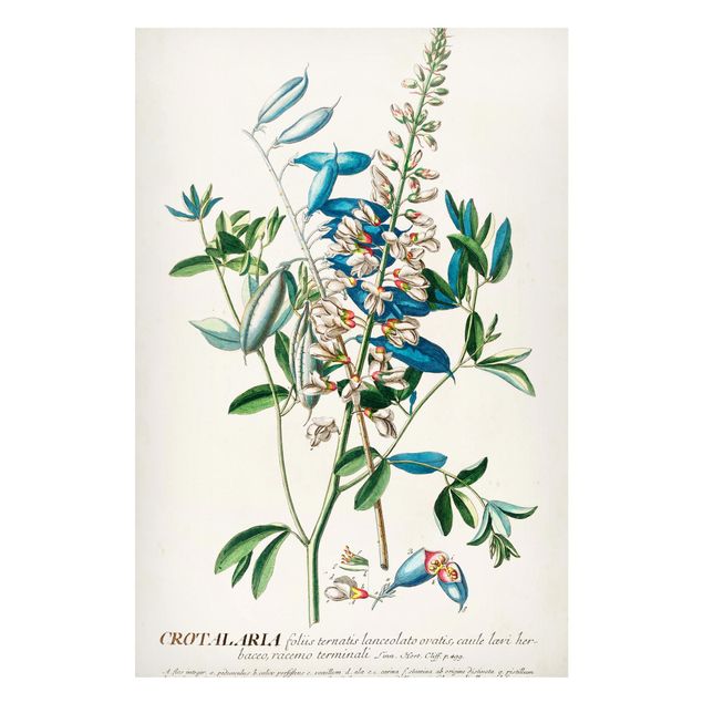 Tableros magnéticos flores Vintage Botanical Illustration Legumes