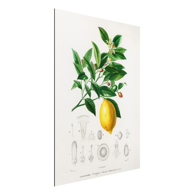 Decoración cocina Botany Vintage Illustration Of Lemon