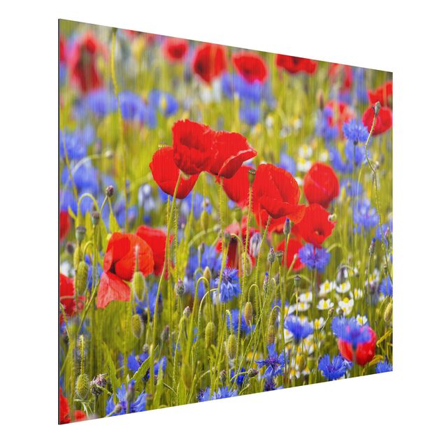 Cuadros amapolas Summer Meadow With Poppies And Cornflowers