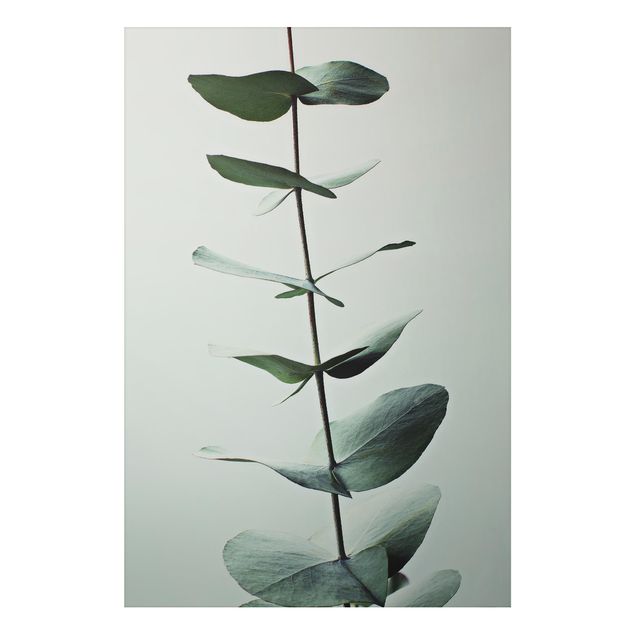 Cuadros de plantas naturales Symmetrical Eucalytus Twig