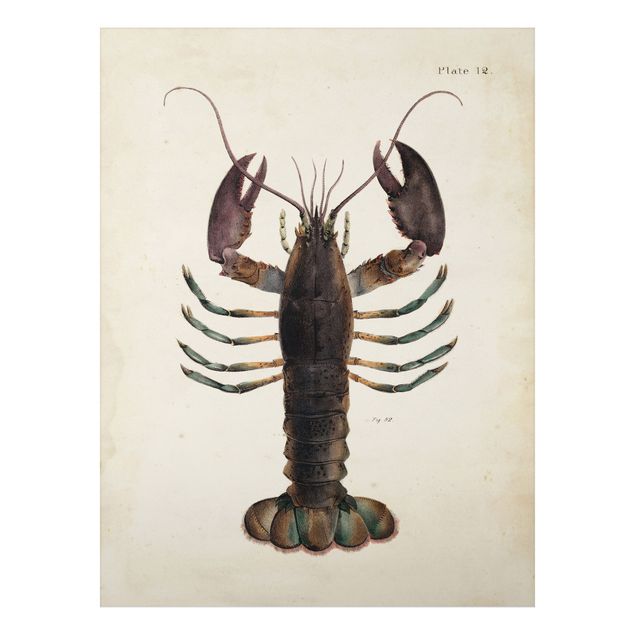 Cuadro retro Vintage Illustration Lobster