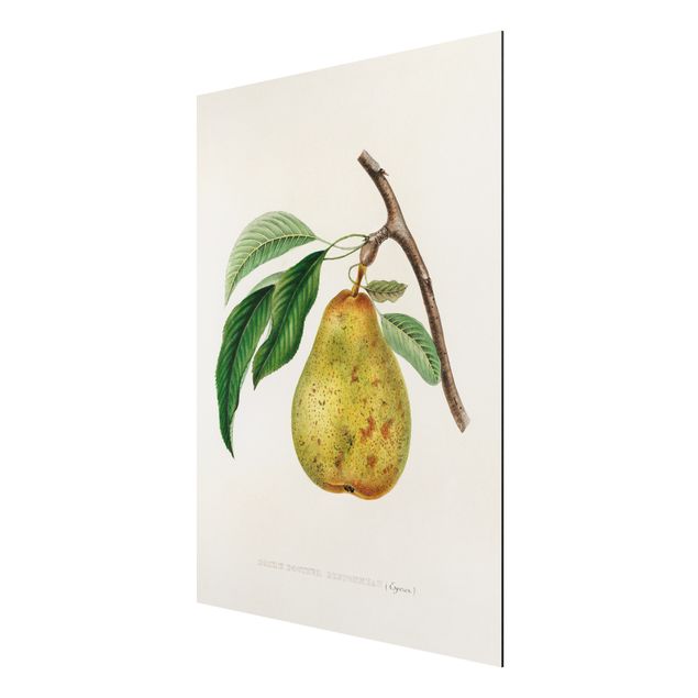 Cuadros de plantas Botany Vintage Illustration Yellow Pear