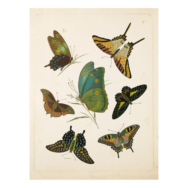 Cuadros de mariposas Vintage Illustration Exotic Butterflies