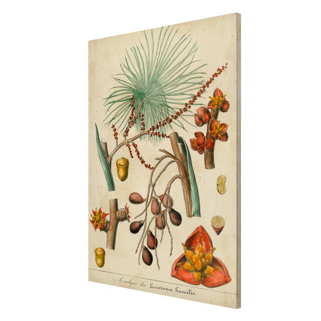 Cuadros de plantas Vintage Board Exotic Palms III