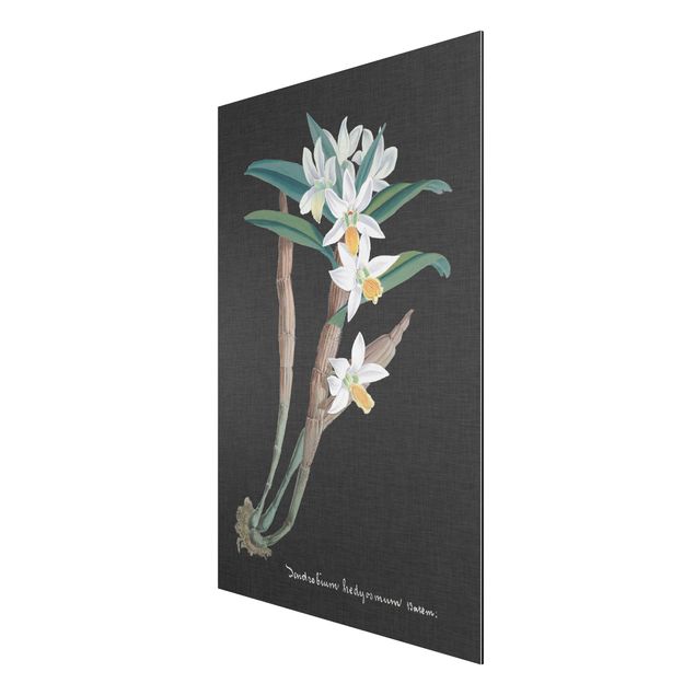 Cuadros de plantas White Orchid On Linen I