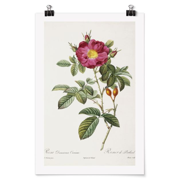 Lámina de flores Pierre Joseph Redoute - Portland Rose