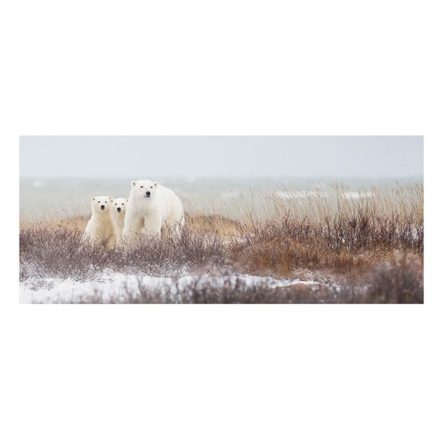 Decoración de cocinas Polar Bear And Her Cubs