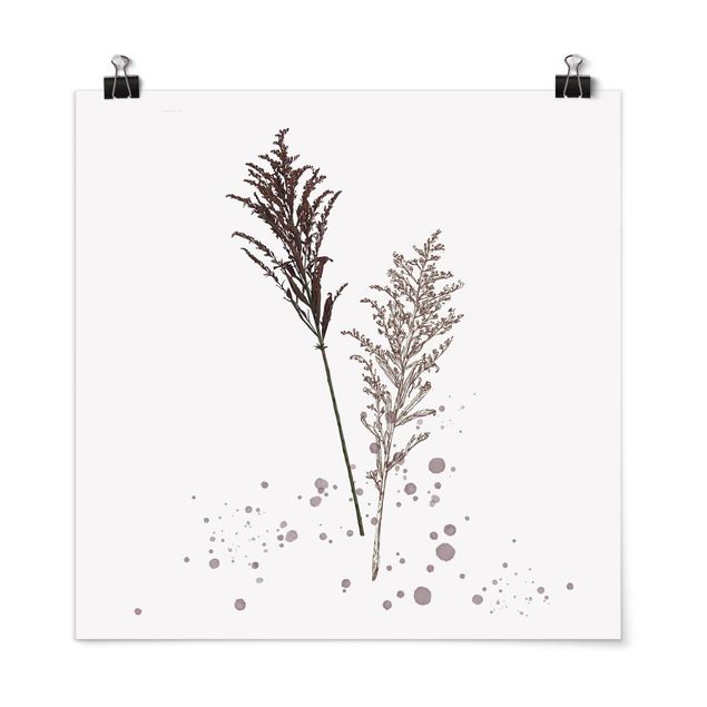 Cuadros de plantas Botanical Watercolour - Fescue Reed