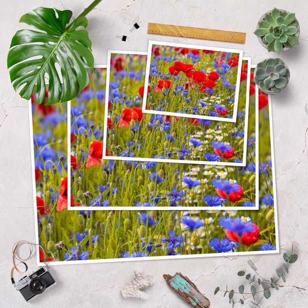 Cuadros Summer Meadow With Poppies And Cornflowers