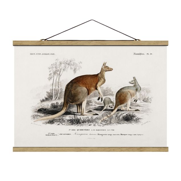 Cuadro retro Vintage Board Kangaroo