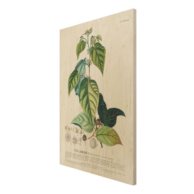Cuadros vintage madera Vintage Botanical Illustration Cocoa