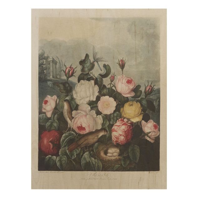 Cuadros de madera flores Botany Vintage Illustration Of Roses