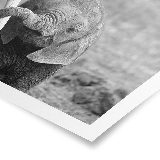 Cuadros modernos Baby Elephant