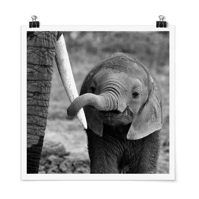 Pósters en blanco y negro Baby Elephant