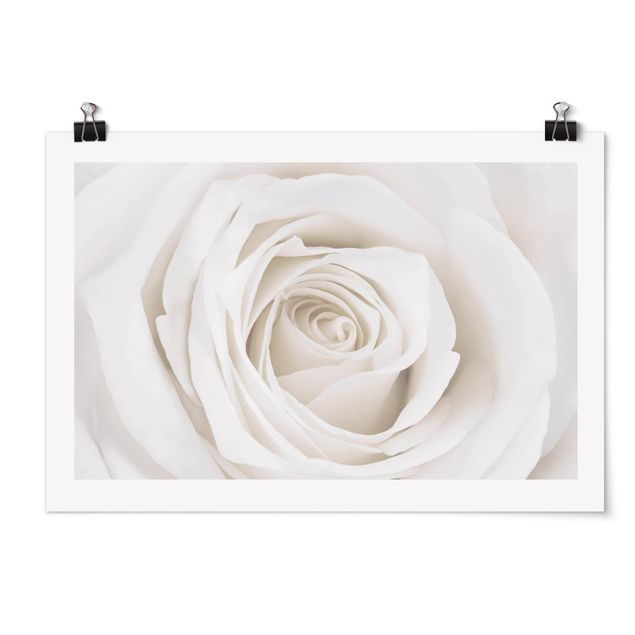 Cuadros de flores Pretty White Rose