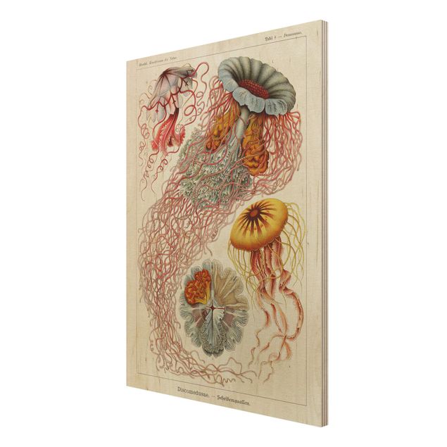 Cuadros decorativos Vintage Board Jellyfish