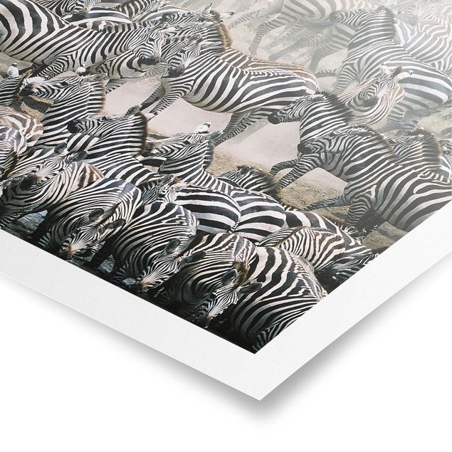 Cuadros de África Zebra Herd
