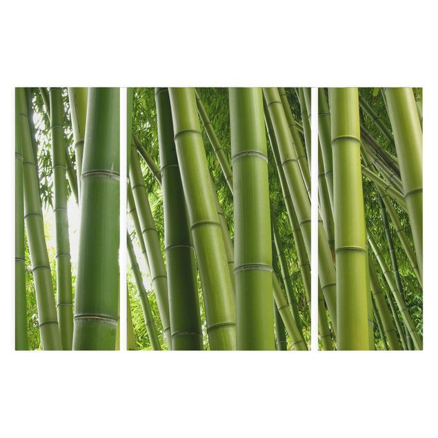 Cuadros de paisajes naturales  Bamboo Trees