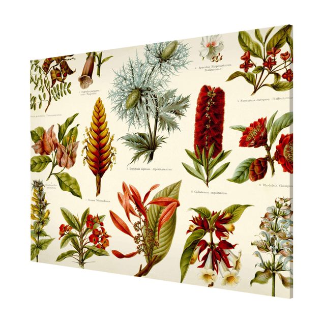 Cuadros de plantas naturales Vintage Board Tropical Botany I