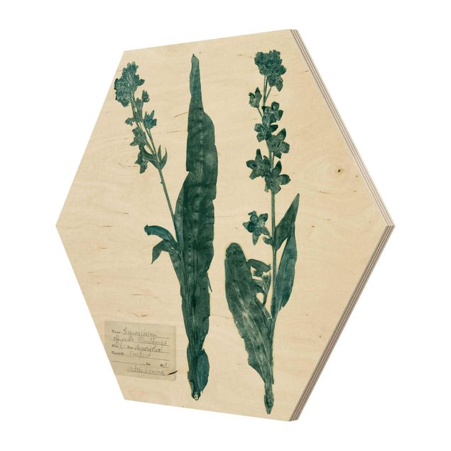 Hexagon Bild Holz - Gepresste Blumen - Hundszunge