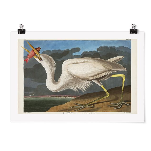 Póster animales Vintage Board Great White Egret