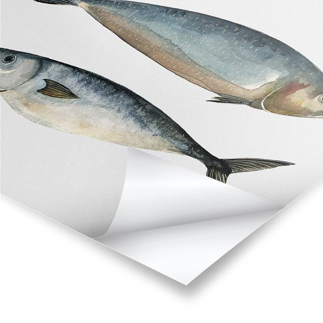 Cuadros modernos Four Fish In Watercolour II