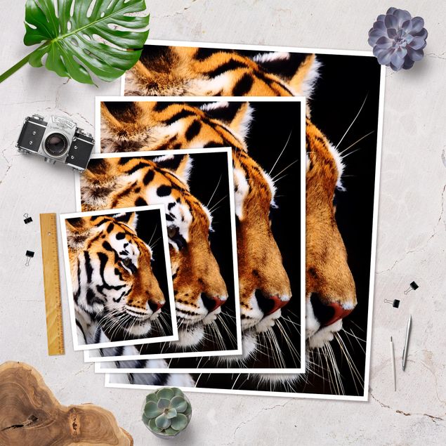 Láminas decorativas para pared Tiger Beauty