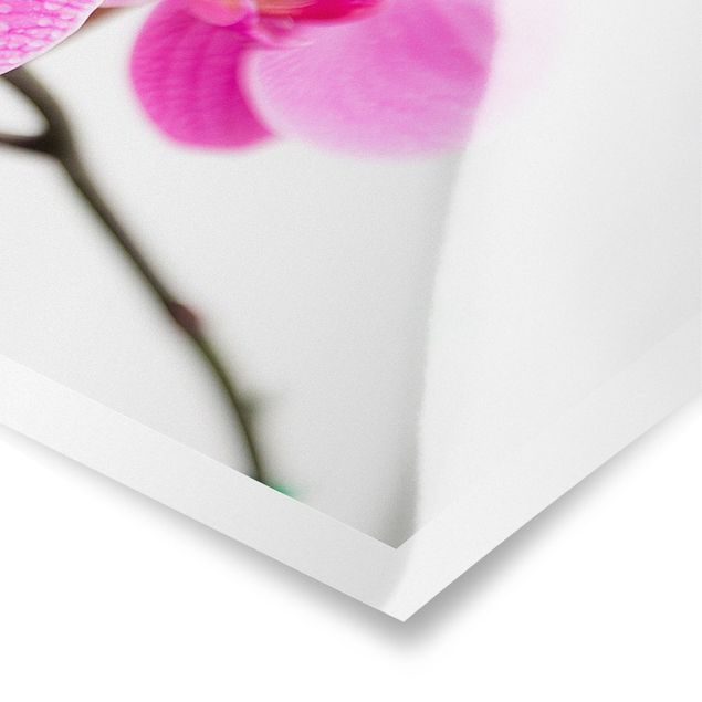 Cuadros decorativos Close-Up Orchid
