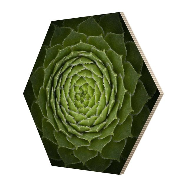 Hexagon Bild Holz - Mandala Sukkulente