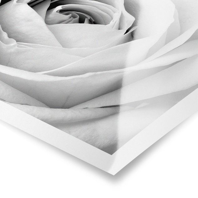 Cuadros modernos Close Up Rose