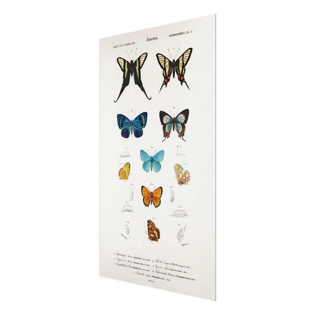 Cuadro azul Vintage Board Butterflies I