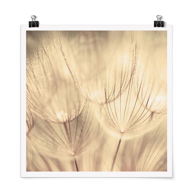 Láminas blanco y negro para enmarcar Dandelions Close-Up In Cozy Sepia Tones