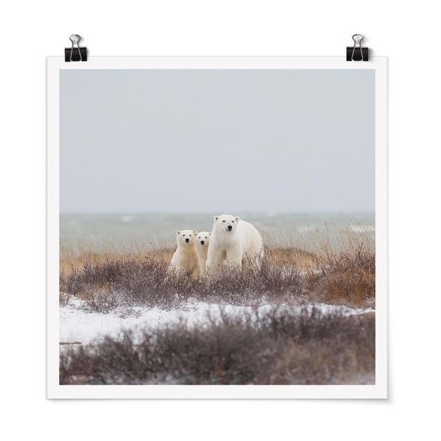 Póster de animales Polar Bear And Her Cubs