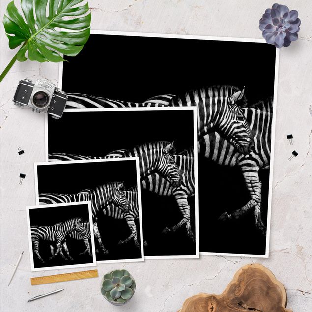 Cuadros decorativos Zebra In The Dark