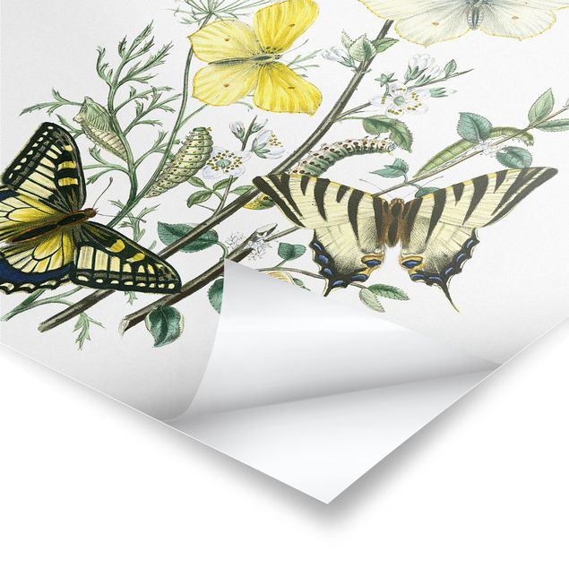 Cuadros decorativos British Butterflies III