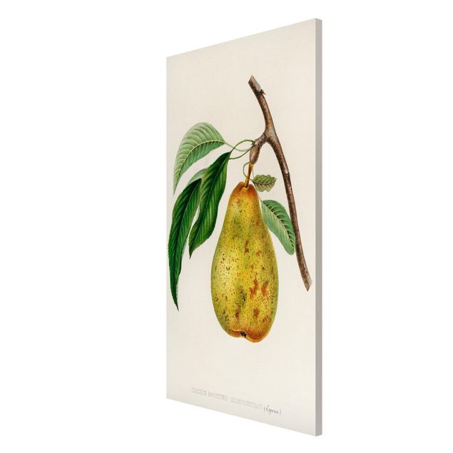 Tableros magnéticos flores Botany Vintage Illustration Yellow Pear