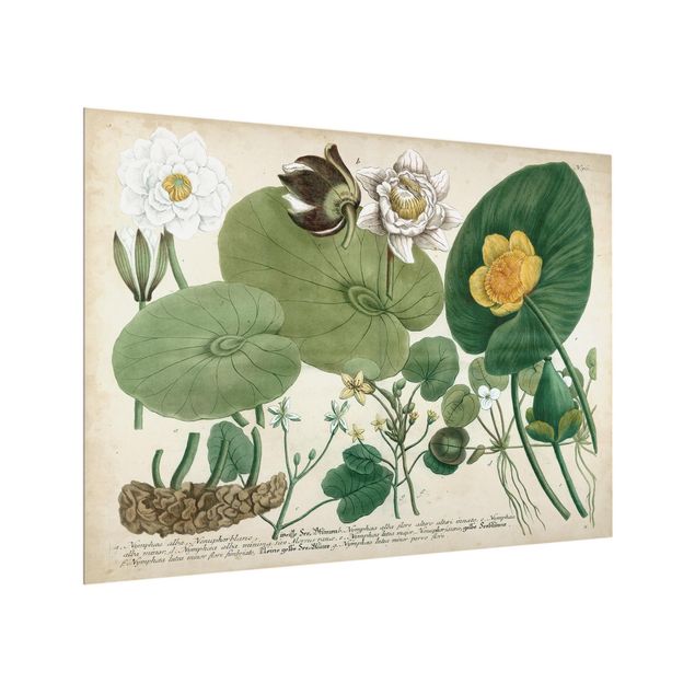 panel-antisalpicaduras-cocina Vintage Illustration White Water-Lily