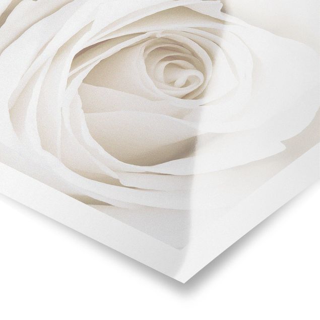 Cuadros modernos Pretty White Rose