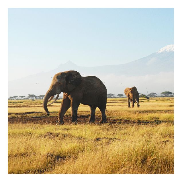 Cuadro elefante colores Elephants In Front Of The Kilimanjaro In Kenya