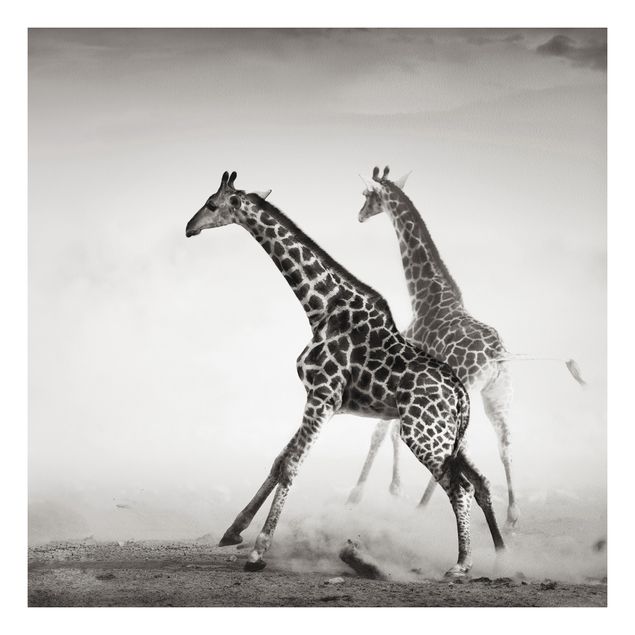 Cuadros jirafas Giraffe Hunt