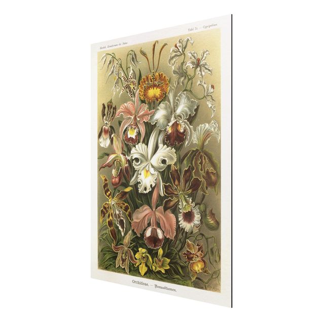 Cuadros de plantas naturales Vintage Board Orchid