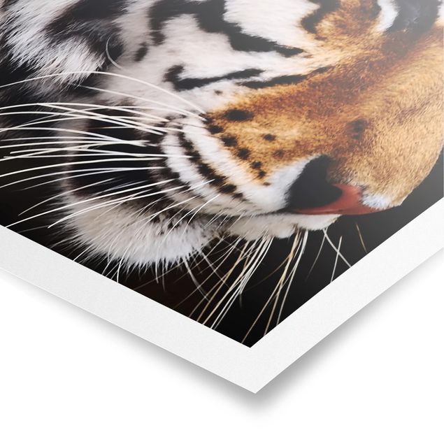 Cuadros infantiles animales Tiger Beauty
