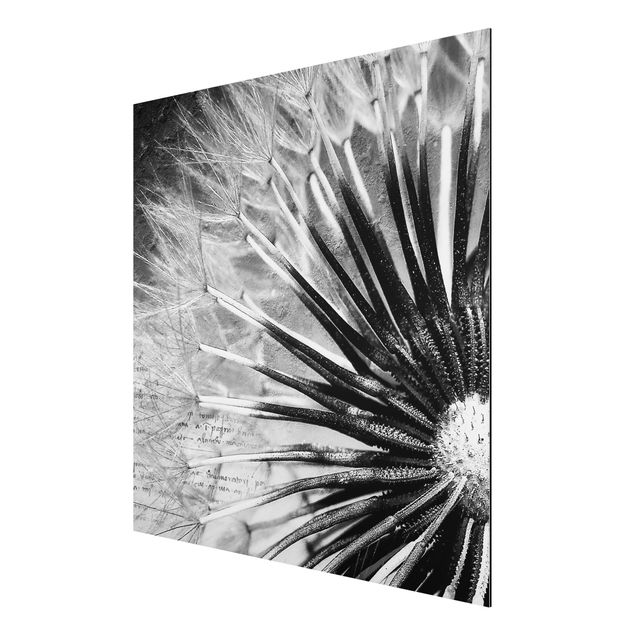 Cuadros de flores Dandelion Black & White