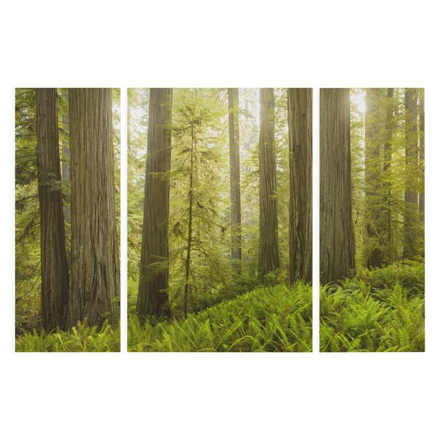 Lienzos de bosques Redwood State Park Forest View