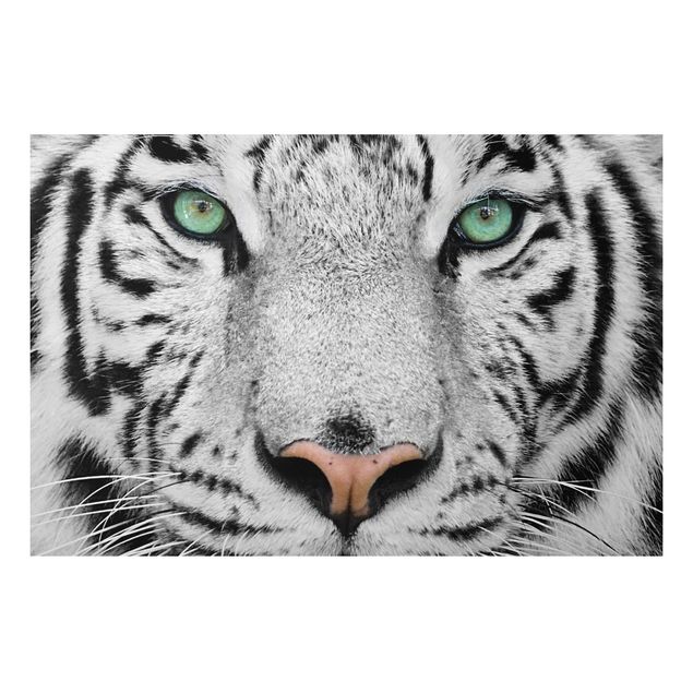 Tigres cuadro White Tiger