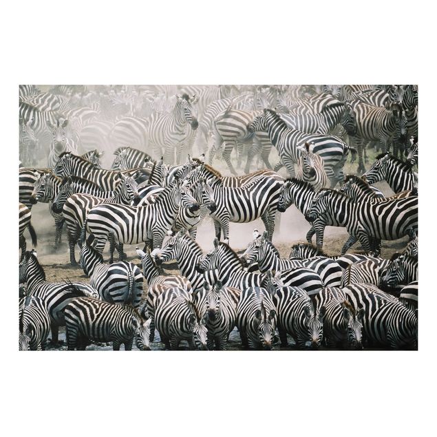 Cuadros de cebras Zebra Herd
