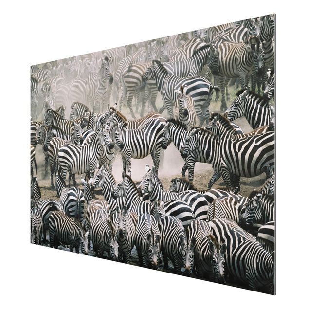 Cuadros africanos Zebra Herd