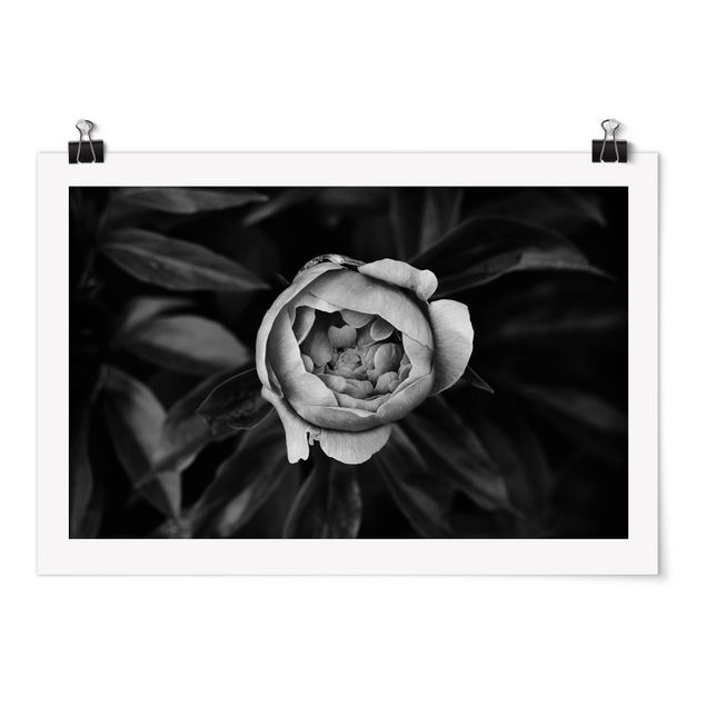 Cuadros de plantas Peonies In Front Of Leaves Black And White