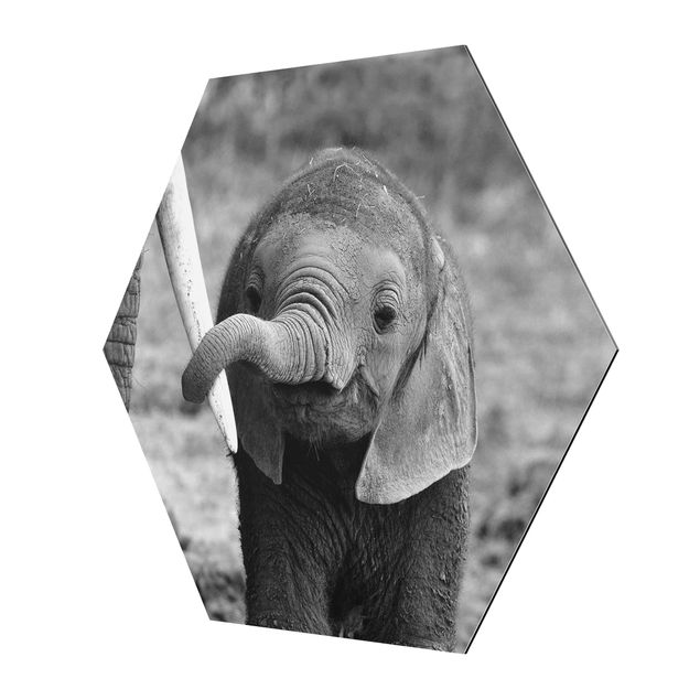 Cuadros Baby Elephant