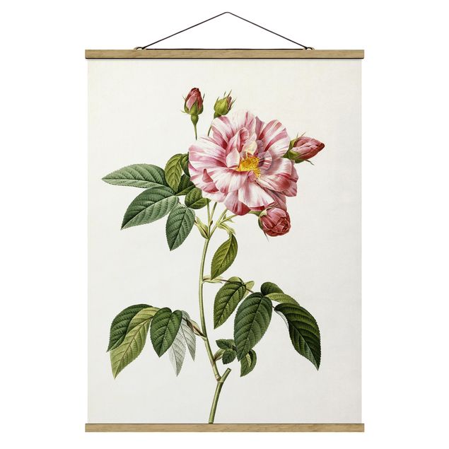 Cuadros de plantas naturales Pierre Joseph Redoute - Pink Gallica Rose